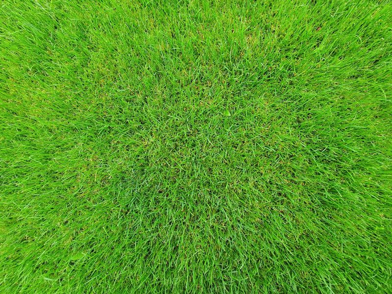 Zavlažovanie počas horúčav: Ako chrániť rastliny v lete pred vysychaním?