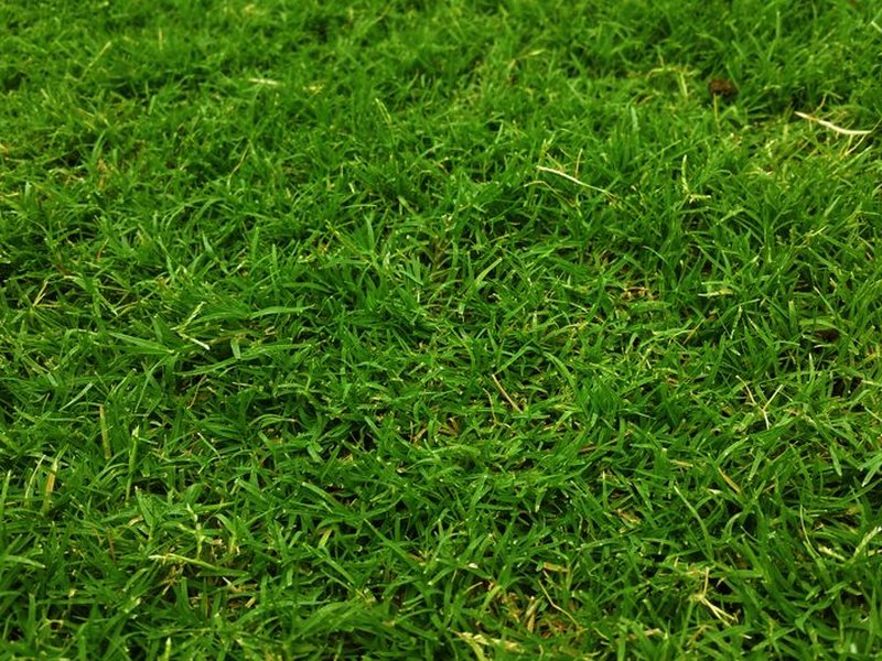 Zavlažovanie počas horúčav: Ako chrániť rastliny v lete pred vysychaním?